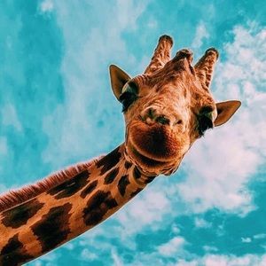 Meet your Posher, Elsa